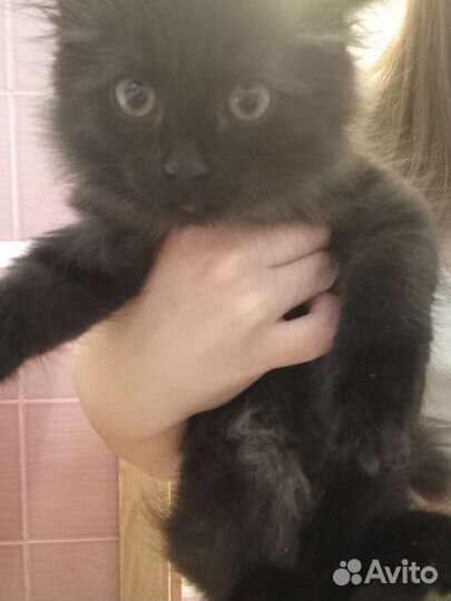 Котенок 2,5 месяца, мальчик ищет семью