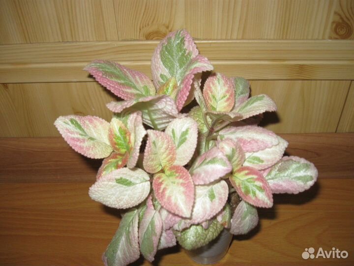 Акварельные эписции