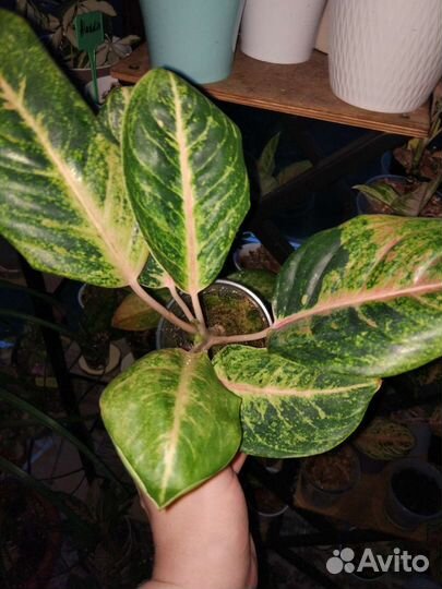 Аглаонема эмиральд холидей Бронь