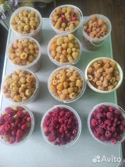 Саженцы малины