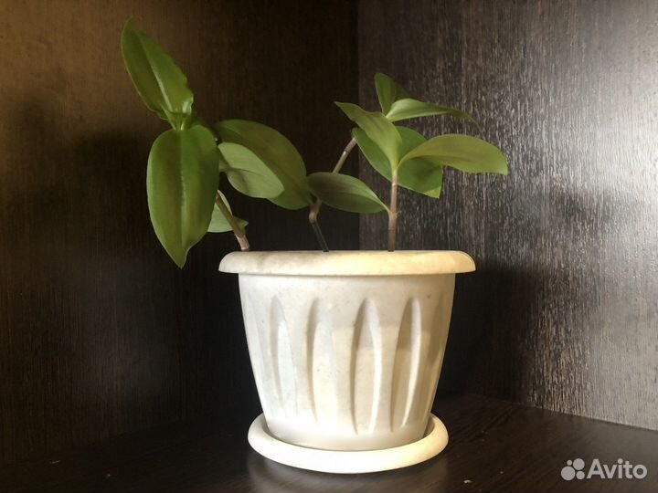 Традесканция / Сциндапус