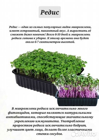 Микрозелень, набор для выращивания