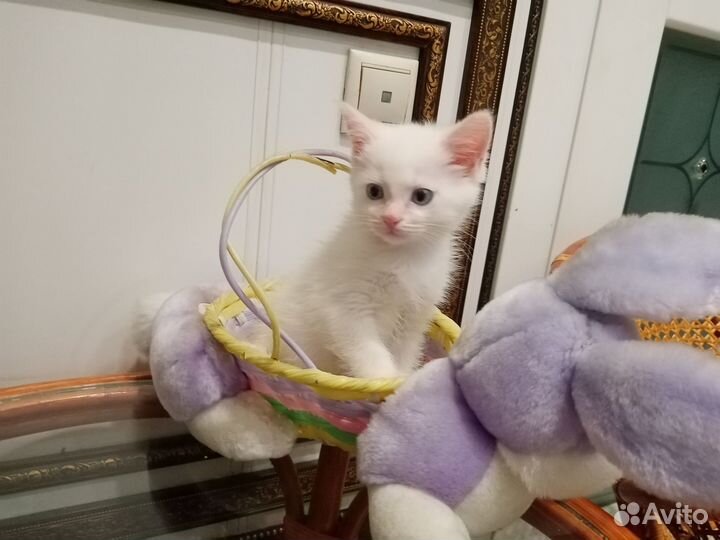 Котенок белый