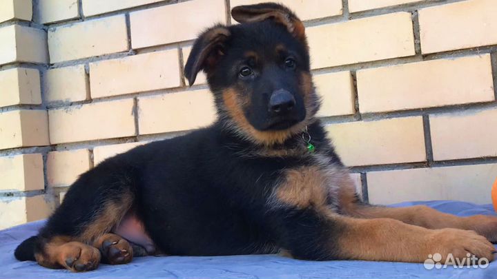 Крупный кобель