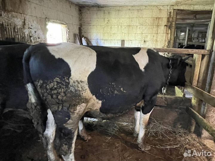 Быки на мясо