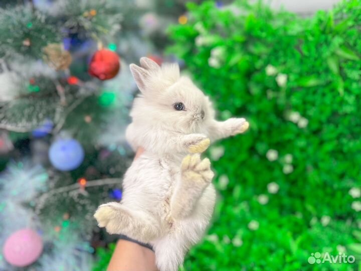 Карликовый кролик мини - плюшевый рекс и другие
