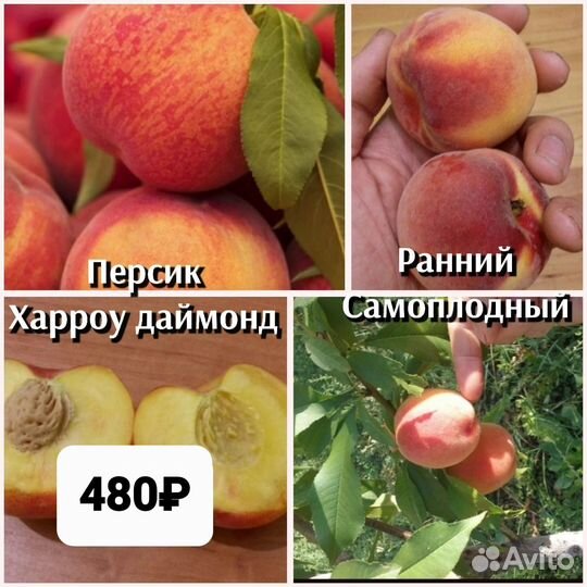 Персик 2ух летки