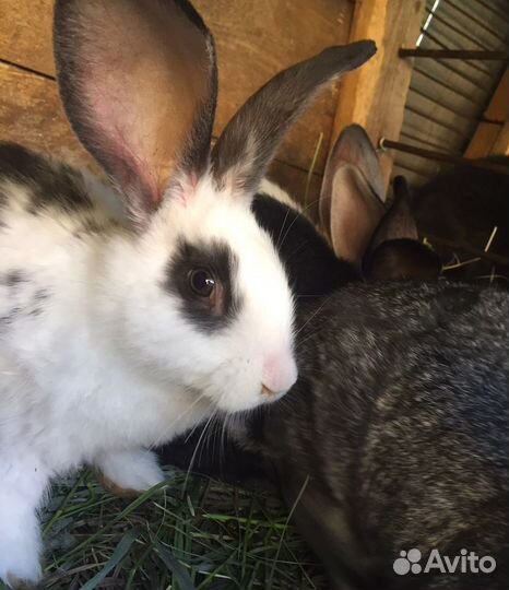 Кролики,мясо