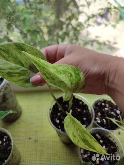 Филодендрон, сингониум