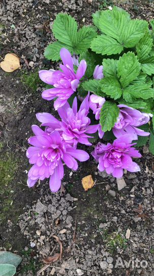 Луковицы безвременника простого и махрового