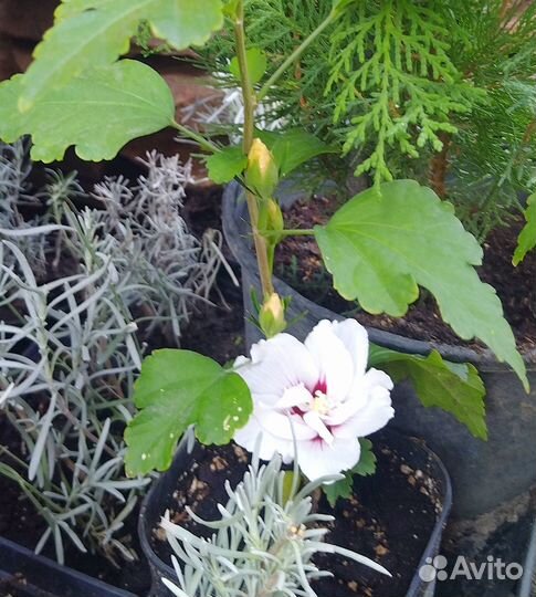 Сирийская роза. Гибискус