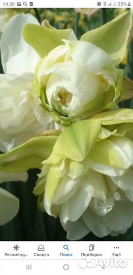 Луковицы нарциссов Обдам