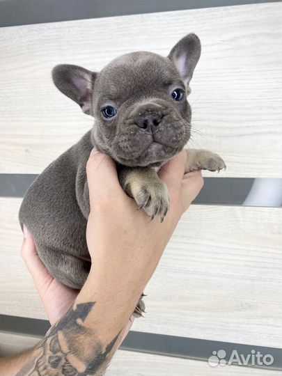 Французский бульдог голубой мальчик