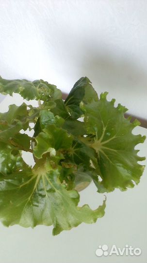 Бегония воротничковая 3 укоренённых листочка