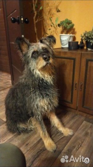 В добрые руки