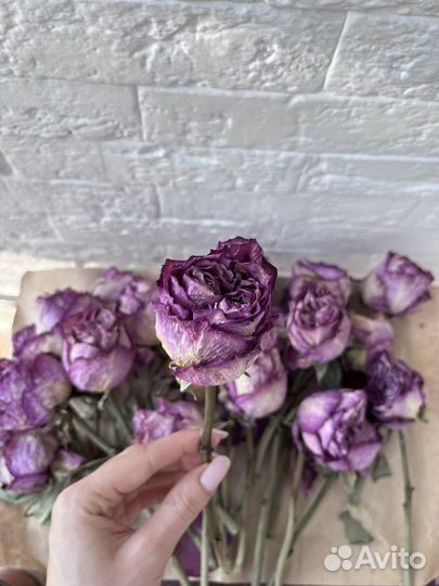 Пионовидные розы сушеные для творчества сухоцветы