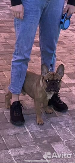 Французский бульдог вязка