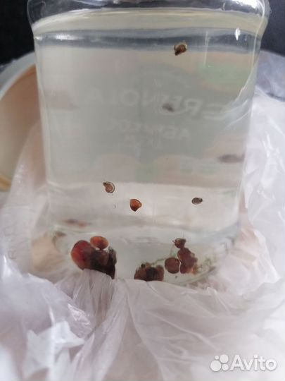 Улитки бесплатно