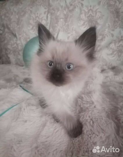 Невско маскарадный мальчик