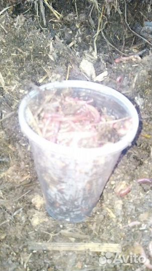 Охота и рыбалка