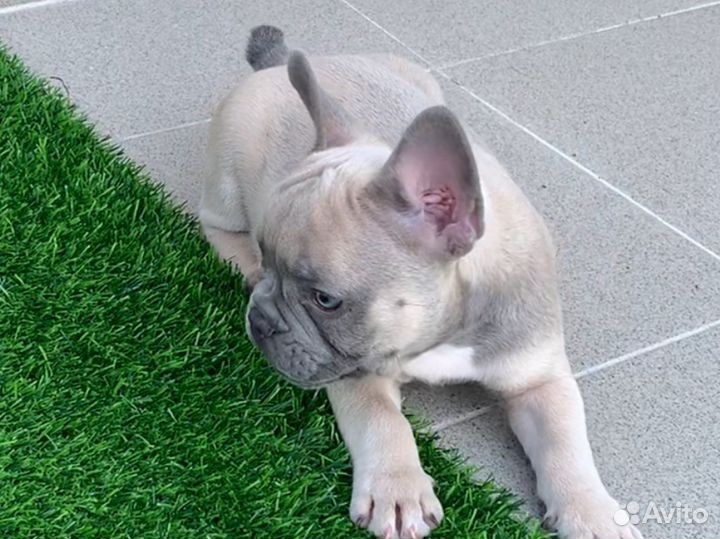 Французский бульдог щенки