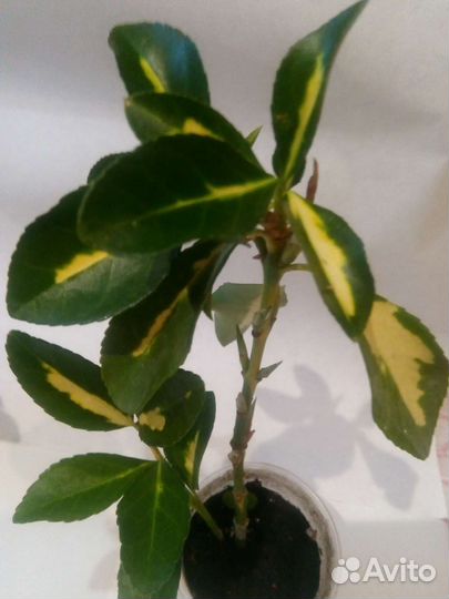 Бересклет японский