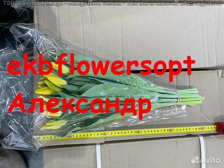 Тюльпан на 8 марта