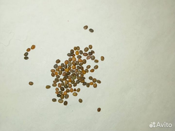 Семена льна