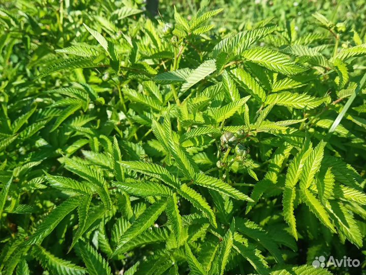 Тибетская малина