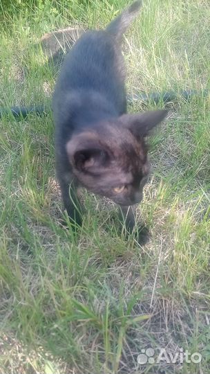 Красивый котенок в дар