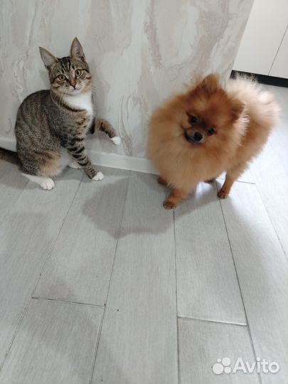 Мини шпиц вязка