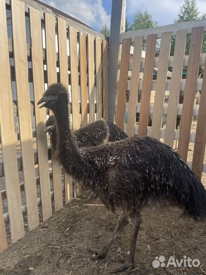 Птенцы домашних страусов