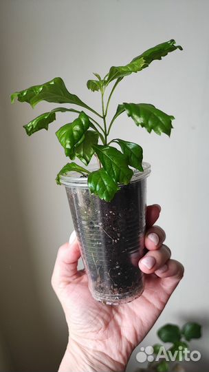 Цветущие комнатные растения