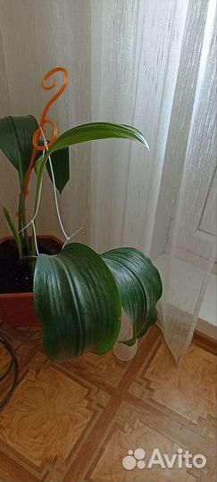 Эухарис амазонская лилия