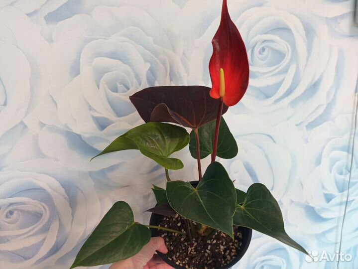 Антуриум Рейнбоу