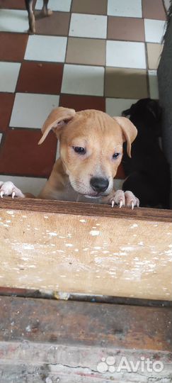 Щенки питбуля