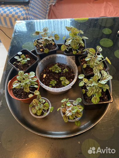 Пеперомии сортовые