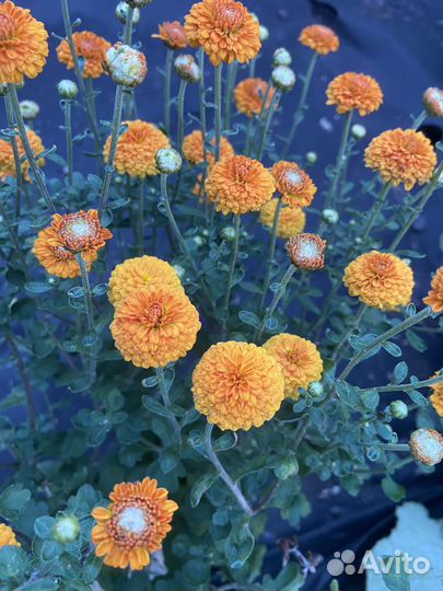 Хризантемы мультифлора