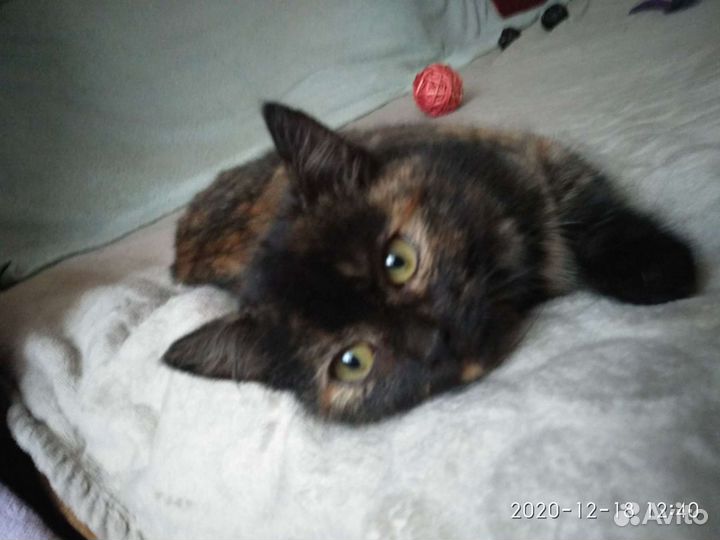 Котята трёхцветка от шотландки мамы