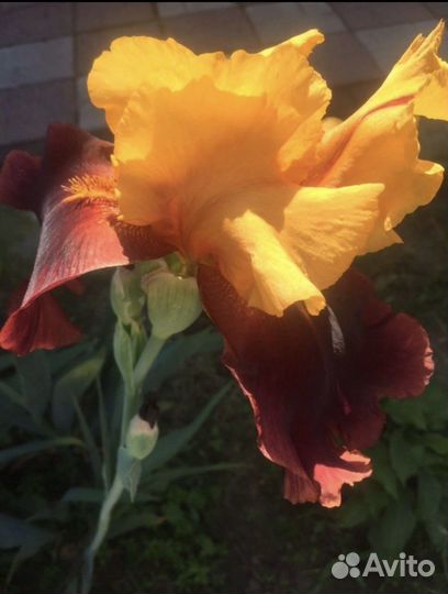 Многолетники растения