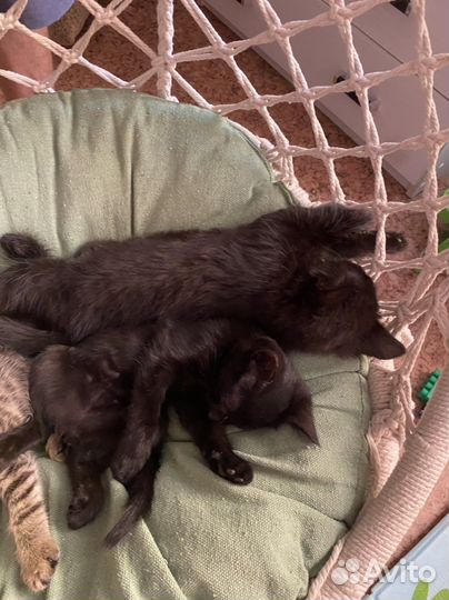 Котята мальчики 2 месяца деревенские