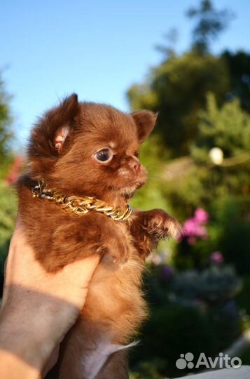 Шоколадное чудо