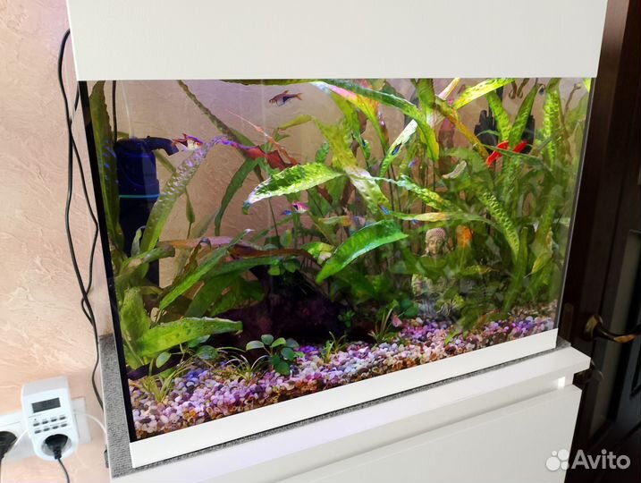 Аквариумные рыбки и растения