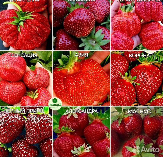 Саженцы клубники 84 сорта в наличии