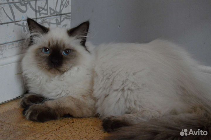 Невские маскарадные котята