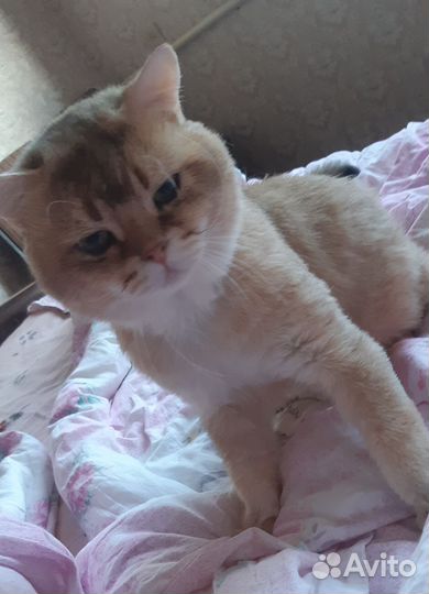 Британский кот вязка