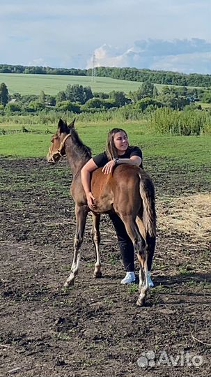 Лошадь Жеребчик