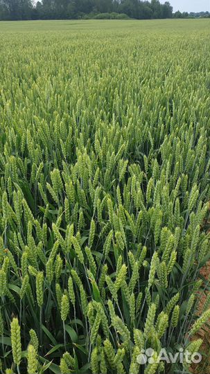 Семена озимой пшеницы 