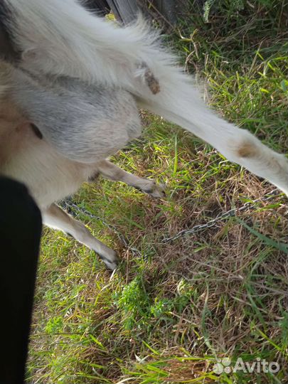 Козочка и козел