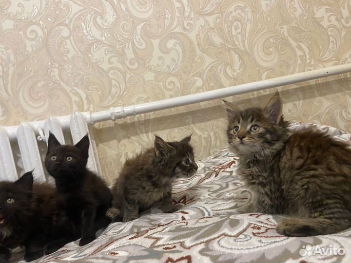Котята мейн-кун